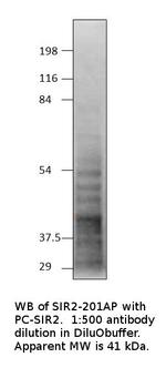 SIRT2 Polyclonal Antibody