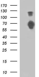 SIRPA Antibody in Western Blot (WB)