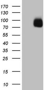 SIRPA Antibody in Western Blot (WB)