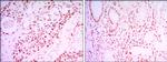 SIRT1 Antibody in Immunohistochemistry (Paraffin) (IHC (P))