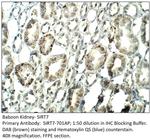 SIRT7 Polyclonal Antibody