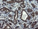 SKIL Antibody in Immunohistochemistry (Paraffin) (IHC (P))