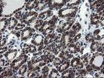 SKIL Antibody in Immunohistochemistry (Paraffin) (IHC (P))