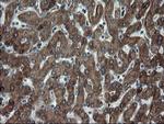SKIL Antibody in Immunohistochemistry (Paraffin) (IHC (P))