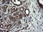 SKIL Antibody in Immunohistochemistry (Paraffin) (IHC (P))