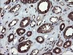 SKIL Antibody in Immunohistochemistry (Paraffin) (IHC (P))