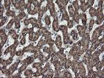 SKIL Antibody in Immunohistochemistry (Paraffin) (IHC (P))