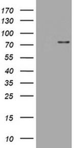 SKIL Antibody in Western Blot (WB)