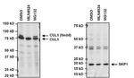 SKP1 Monoclonal Antibody (1C10F4)