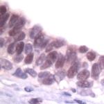 SKP1 Antibody in Immunohistochemistry (IHC)