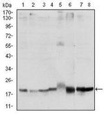 SKP1 Antibody in Western Blot (WB)
