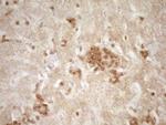 SLAMF7 Antibody in Immunohistochemistry (Paraffin) (IHC (P))