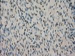 SLC18A2 Antibody in Immunohistochemistry (Paraffin) (IHC (P))