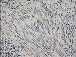 SLC18A2 Antibody in Immunohistochemistry (Paraffin) (IHC (P))
