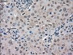 SLC18A2 Antibody in Immunohistochemistry (Paraffin) (IHC (P))