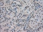 SLC18A2 Antibody in Immunohistochemistry (Paraffin) (IHC (P))