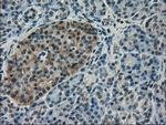 SLC18A2 Antibody in Immunohistochemistry (Paraffin) (IHC (P))