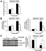 SLC19A1 Polyclonal Antibody