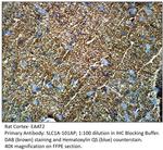 EAAT2 Polyclonal Antibody