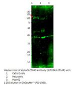SLC26A3 Polyclonal Antibody