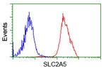 SLC2A5 Antibody in Flow Cytometry (Flow)