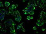 SLC2A5 Antibody in Immunocytochemistry (ICC/IF)