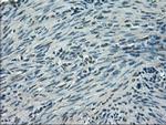 SLC2A5 Monoclonal Antibody (OTI2C4), TrueMAB™