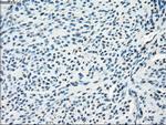 SLC2A5 Antibody in Immunohistochemistry (Paraffin) (IHC (P))