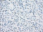SLC2A5 Antibody in Immunohistochemistry (Paraffin) (IHC (P))