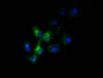 SLC30A3 Antibody in Immunocytochemistry (ICC/IF)