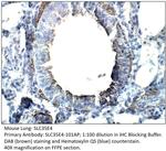 Solute carrier family 35 member E4 Polyclonal Antibody