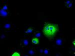SLC7A8 Antibody in Immunocytochemistry (ICC/IF)