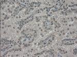 SLC7A8 Antibody in Immunohistochemistry (Paraffin) (IHC (P))