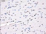 SLC7A8 Antibody in Immunohistochemistry (Paraffin) (IHC (P))