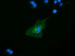 SLFNL1 Antibody in Immunocytochemistry (ICC/IF)