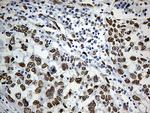 SLU7 Antibody in Immunohistochemistry (Paraffin) (IHC (P))