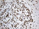 SLU7 Antibody in Immunohistochemistry (Paraffin) (IHC (P))