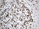 SLU7 Antibody in Immunohistochemistry (Paraffin) (IHC (P))