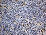 SLU7 Antibody in Immunohistochemistry (Paraffin) (IHC (P))