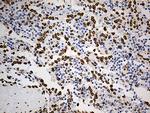 SLU7 Antibody in Immunohistochemistry (Paraffin) (IHC (P))