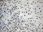 SLU7 Antibody in Immunohistochemistry (Paraffin) (IHC (P))