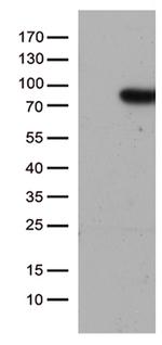 SLU7 Antibody in Western Blot (WB)