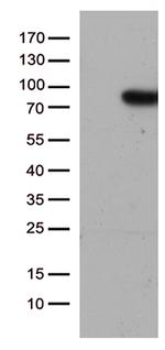 SLU7 Antibody in Western Blot (WB)