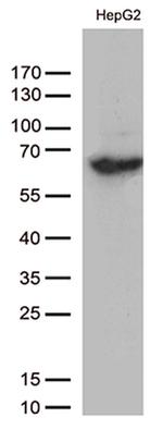 SLU7 Antibody in Western Blot (WB)