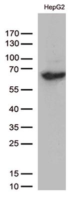 SLU7 Antibody in Western Blot (WB)