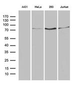 SLU7 Antibody in Western Blot (WB)