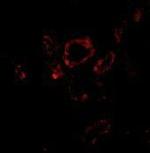 SLUG Polyclonal Antibody