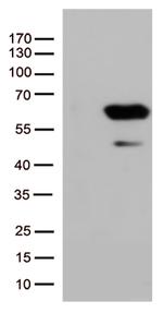 SMAD1 Antibody in Western Blot (WB)