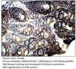 Smad4 Polyclonal Antibody