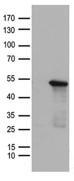 SMAD7 Antibody in Western Blot (WB)